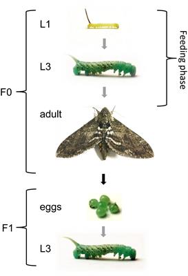 Epigenetic Mechanisms Are Involved in Sex-Specific Trans-Generational Immune Priming in the Lepidopteran Model Host Manduca sexta